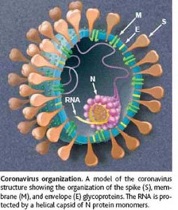 Virus de la bronquitis