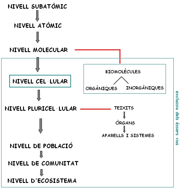 nivells-organitzacio-materia-1
