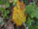 p1020150.jpg