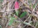 p1020176.jpg