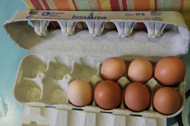 1rdia (8).redimensionada