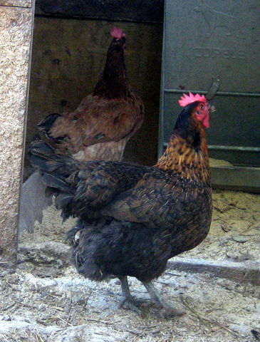 PARES I MARES (1).redimensionada