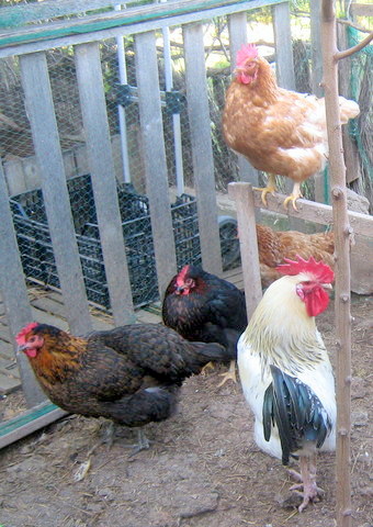 PARES I MARES (2).redimensionada