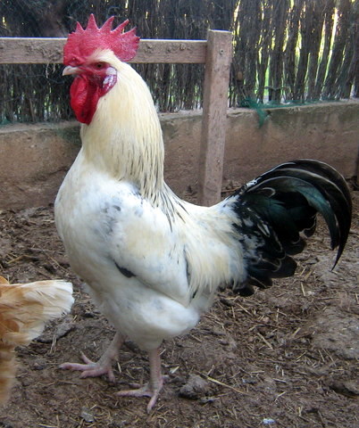 PARES I MARES (3).redimensionada