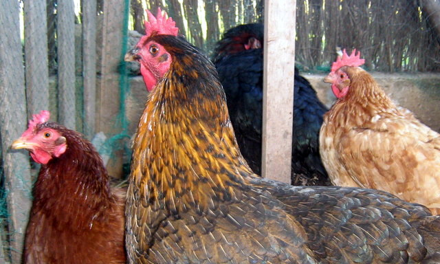 PARES I MARES (4).redimensionada