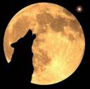 lobo.jpg