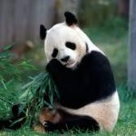 os panda