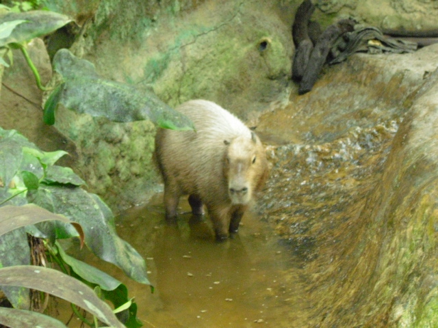 Capibara