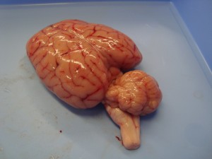 Cara Dorsal