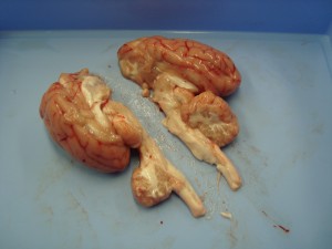 Anatomia interna