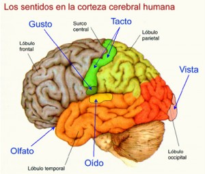 els-5-sentits-en-el-cervell1