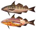 peixos.jpg