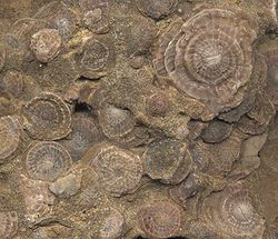 250px-nummuliten_fossil
