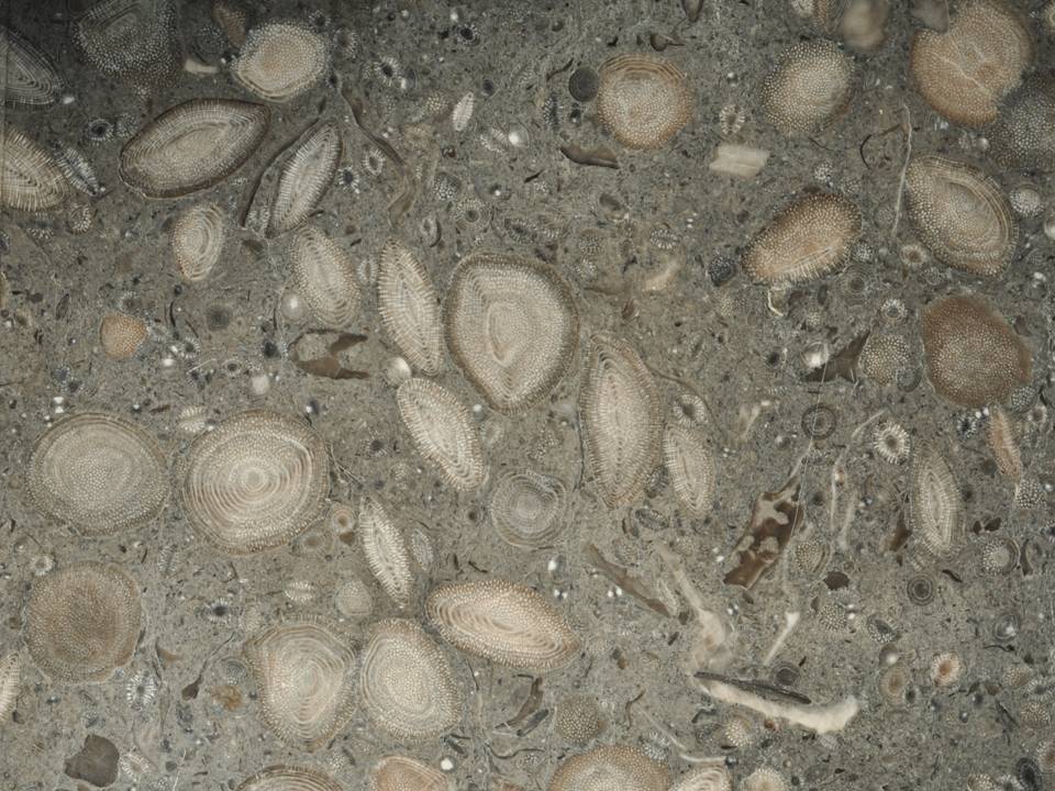 foto-roca-sedimentaria