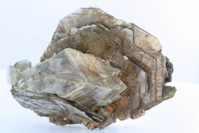 muscovite-caroline-du-nord-usa