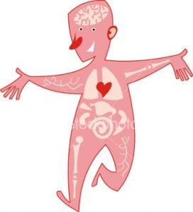 ist2_5932666-el-cuerpo-humano-272x300