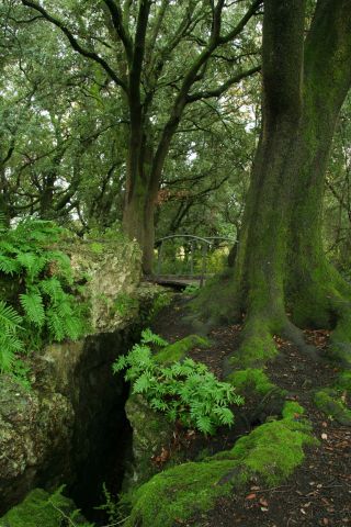 bosc_i_esquerdes_de_les_estunes_molt_a_prop_de_l_estany_avui_despres_de_la_pluja_porqueres_pla_de_l_estany45304