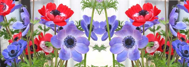 flor2.JPG