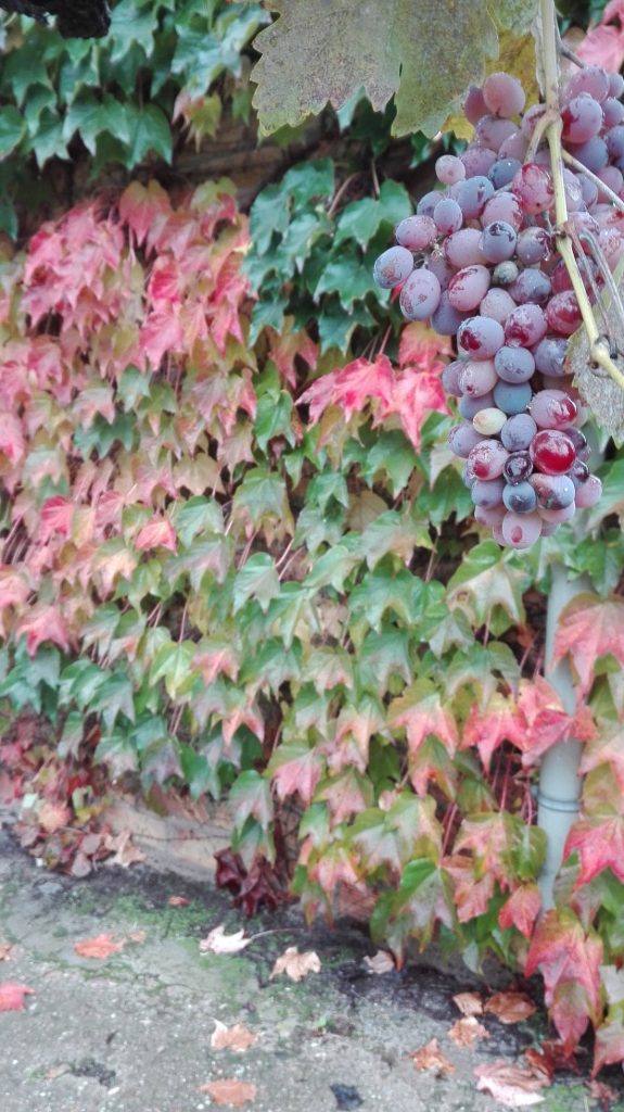 img_20161105_094237-1_opt