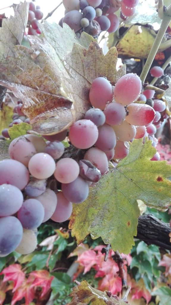 img_20161105_094247-1_opt