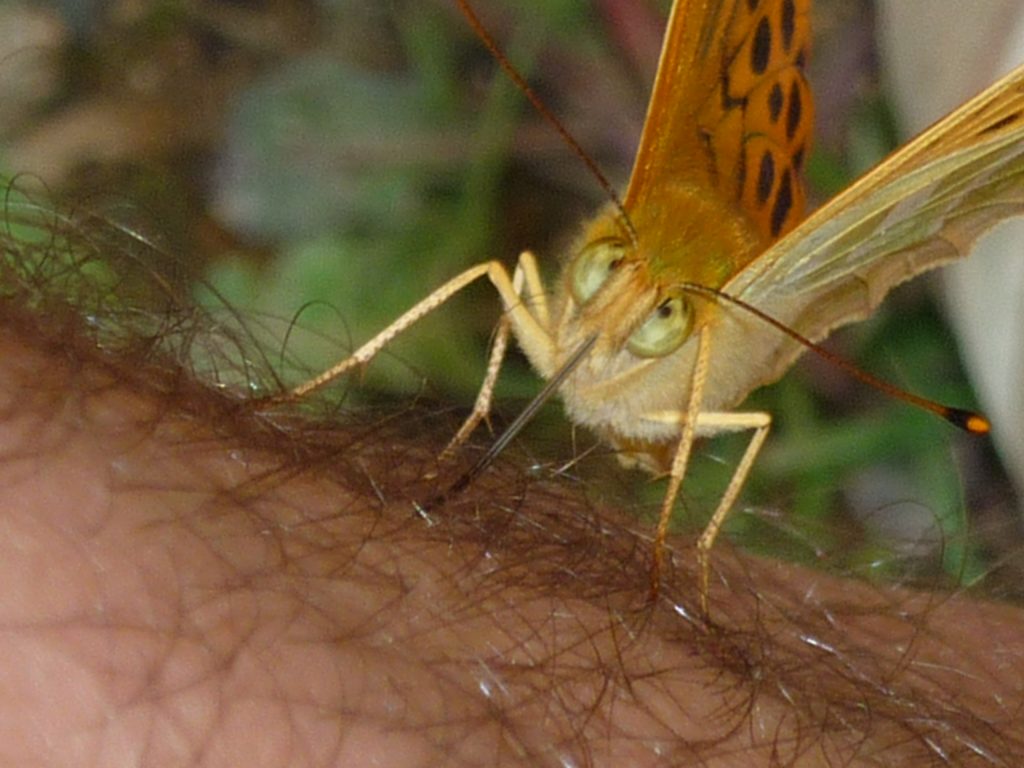 Compte, que et vigilo