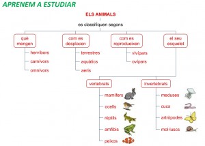 esquema Els animals
