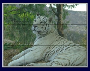 bloc-tigre