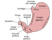 Stomach-es.svg