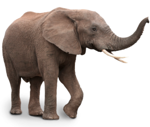 Elefant3