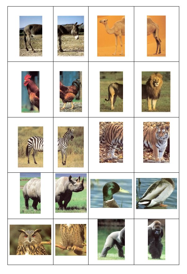 animals1.jpg