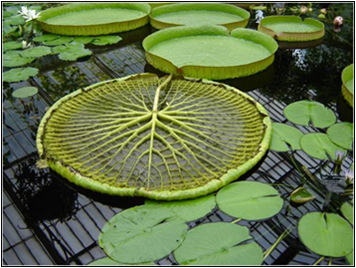 nenufar-victoria-amazonica1