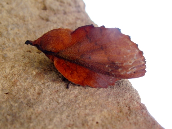 papallona-fulla-seca2