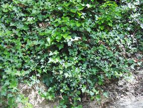 plantes1