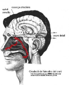 olfacte
