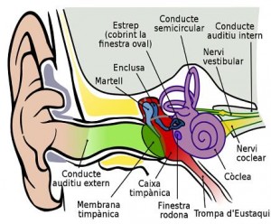 orella