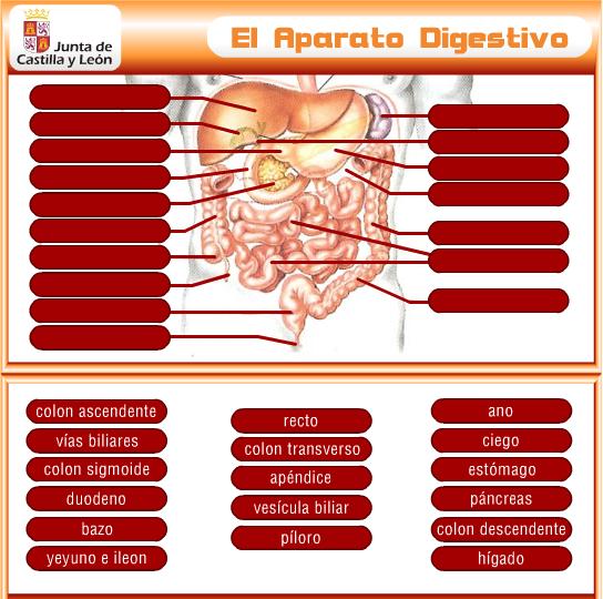 aparell-digestiu1