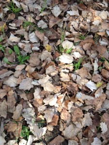 Els colors de la Tardor