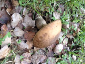 Hem vist bolets i hem collit castanyes!