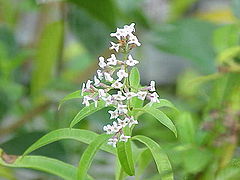 240px-Aloysia_triphylla1
