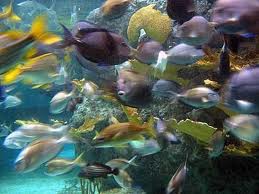 peixos