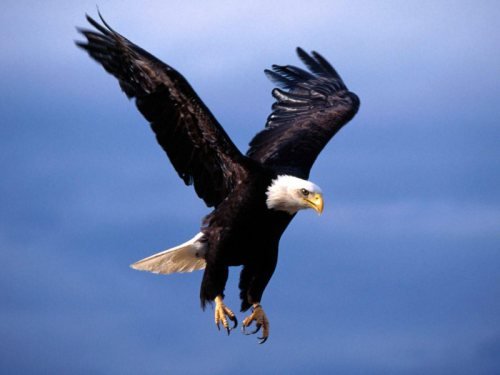 aguila reial