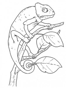 camaleo
