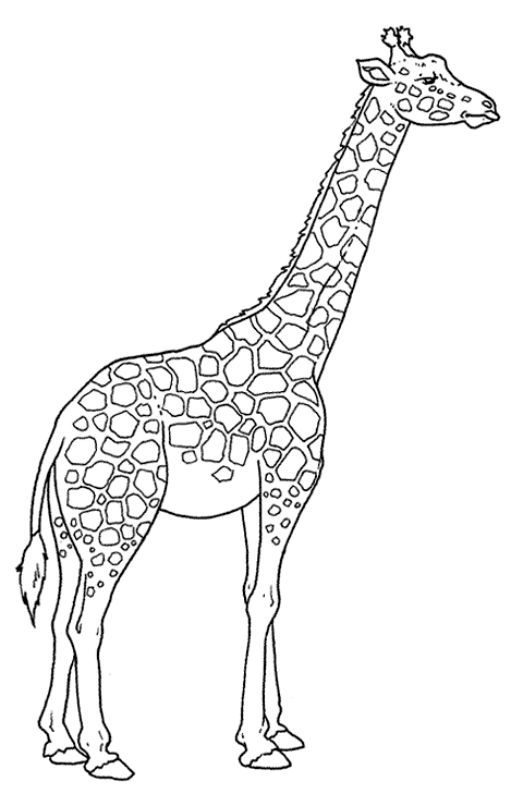 girafa1