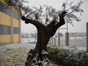 nevada-a-sant-cugat-640x480