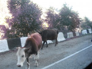Les vaques tenen prioritat a la carretera.