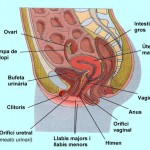 reprofemeninoperfilcatala