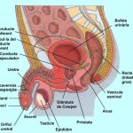repromasculinoperfilcatale0