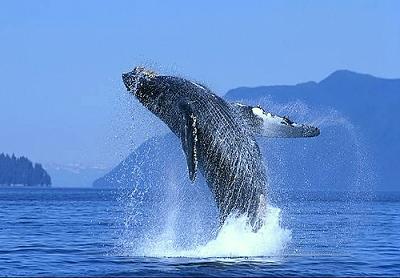 ballena1