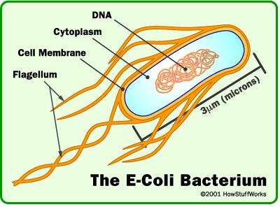 ecoli