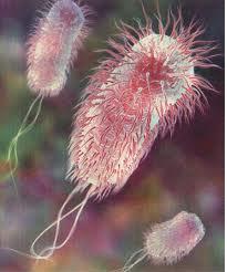 ecoli1